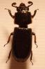 Passalus striolatus